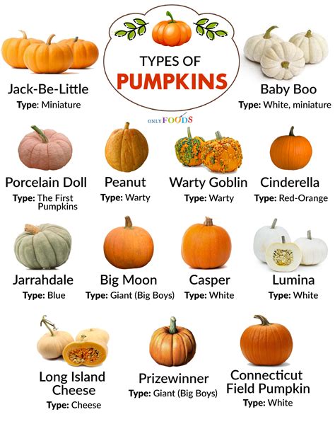 fampkips|22 Types Of Pumpkin From A to Z (With Photos!) .